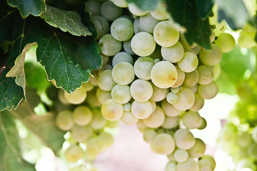 Un insolito pomeriggio in Oltrepò: storia, botanica, cibo e vino al vigneto di Montarzolo